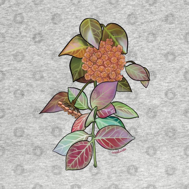 Hoya Obscura in bloom by Wieskunde